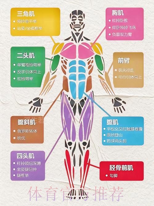 从“拉缸”到持久战:韩国青训如何用“实战化”训练锻造比赛体能? 从“拉缸”到持久战:韩国青训如何用“实战化”训练锻造比赛体能?